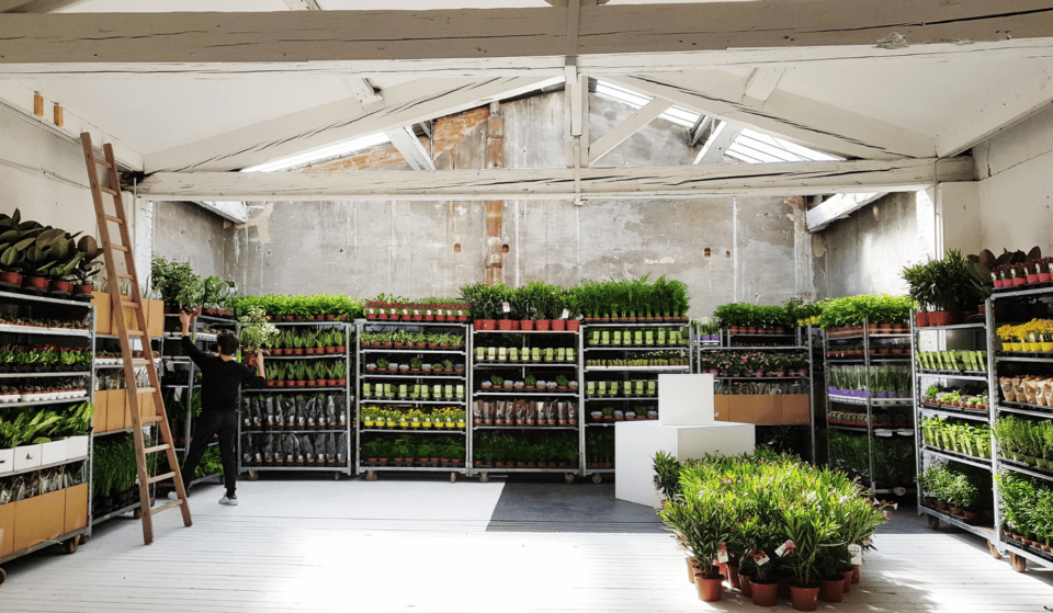 Bon plan : une vente de plantes à petit prix fleurit à Toulouse