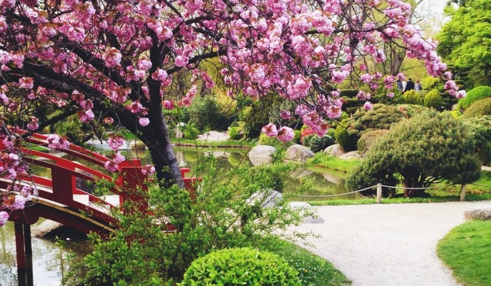 Hanami : où voir les cerisiers en fleurs à Toulouse ?