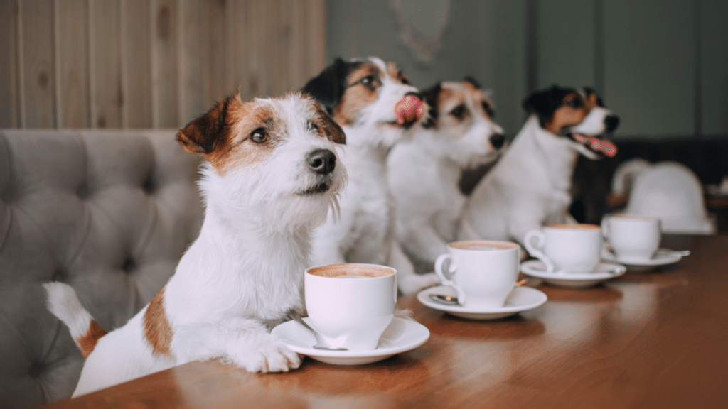 café à chiens toulouse
